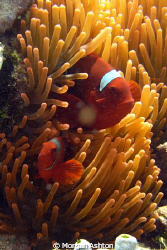 Tomato anemonefish near Siladen Island in Bunaken, Taken ... by Morgan Ashton 